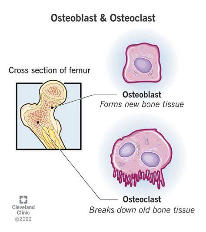 Where are osteoclasts and osteoblasts found?
