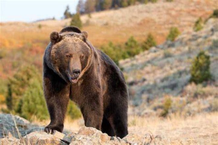 Where are the most grizzly bears in Yellowstone?