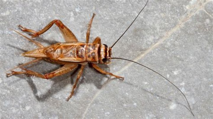 Where do crickets hide during the day?