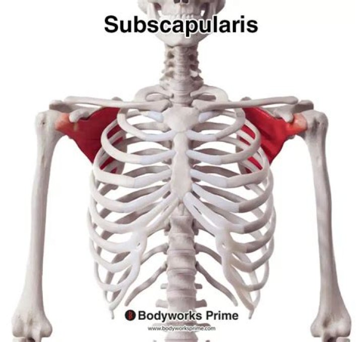 Where do you feel subscapularis pain?