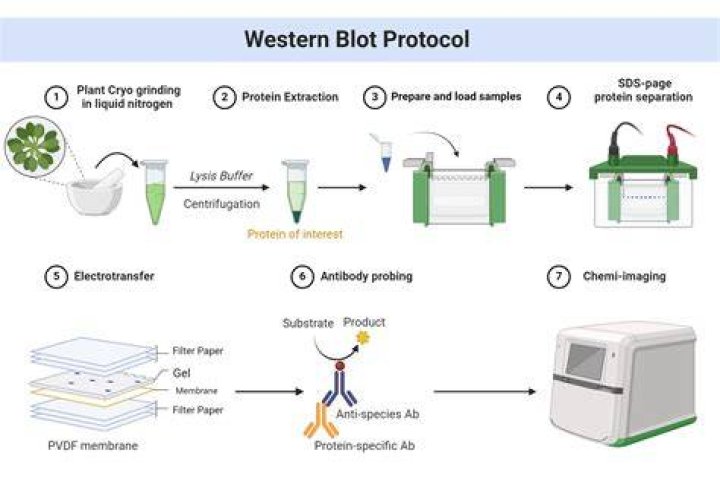 Where does blot copybook come from?