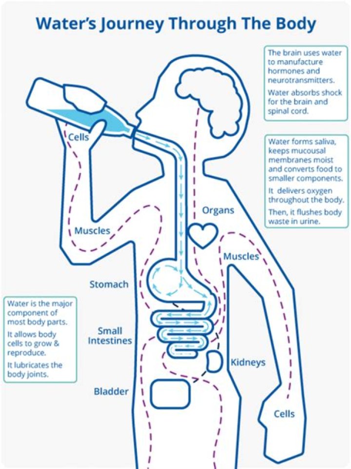 Where does water go when you drink it?