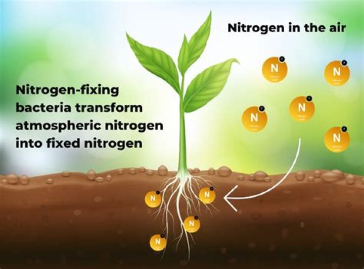 Which beans add nitrogen to soil?