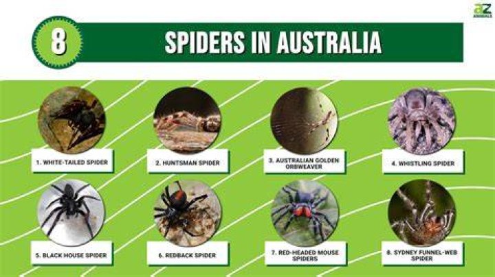 Which country has the least spiders?