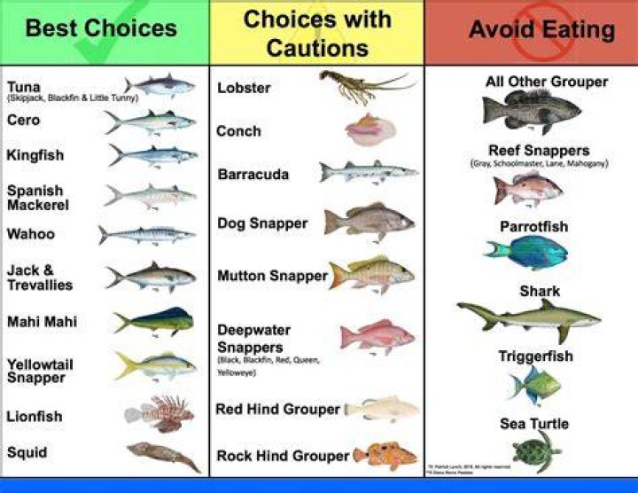 Which is the best fish to eat?