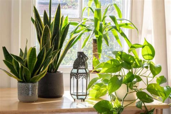 Which plant is good for home peace?