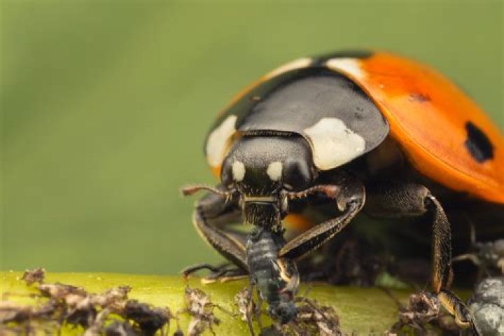 Who eats ladybugs?