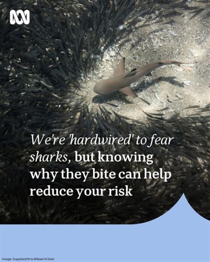 Why am I so scared of sharks?