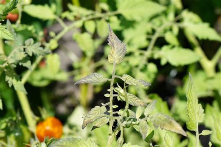 Why are my tomato plants leaves turning yellow with brown spots?