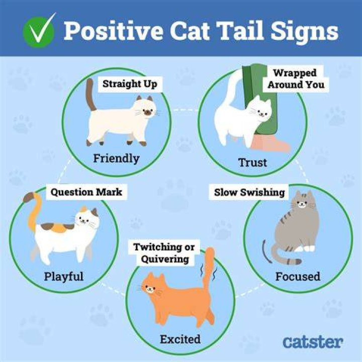 Why do cats stick their tails up when you pet them?