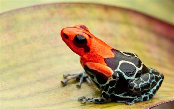 Why do frogs wrestle?