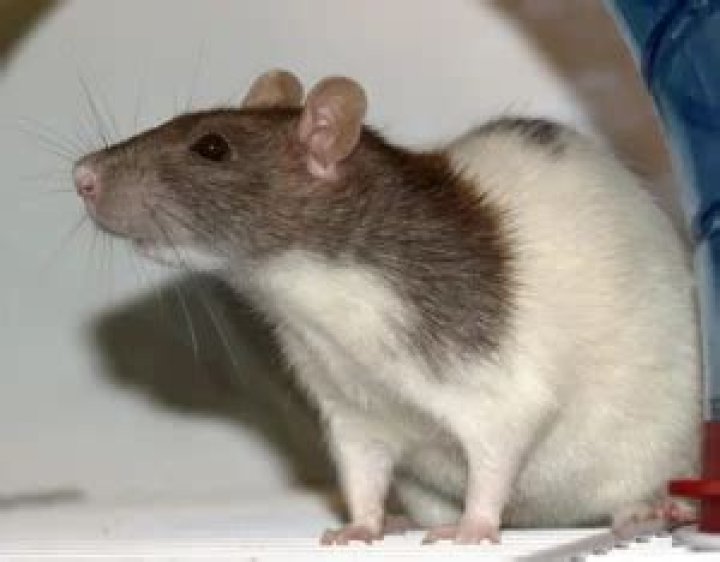 Why do rats vibrate?