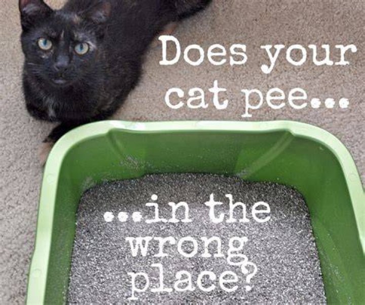 Why does my bathroom smell like cat pee?