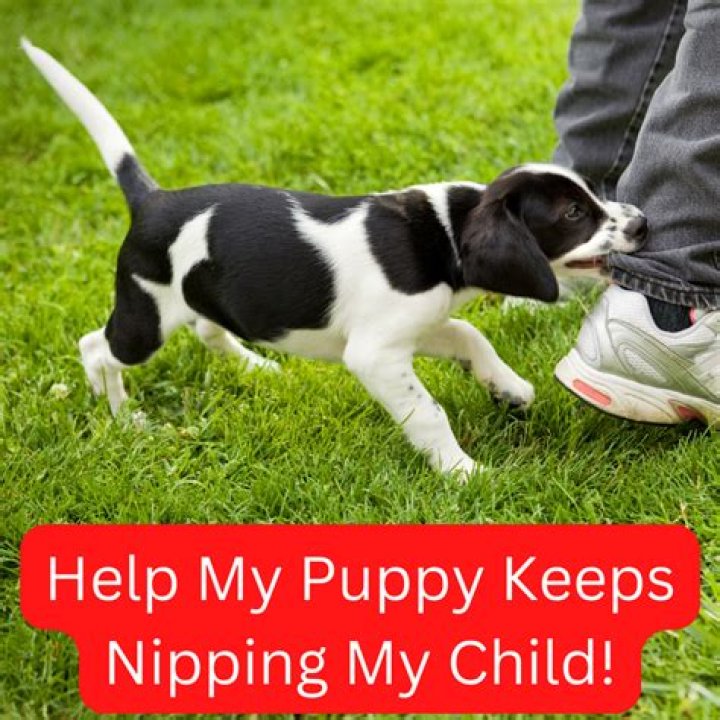Why does my puppy not like me?