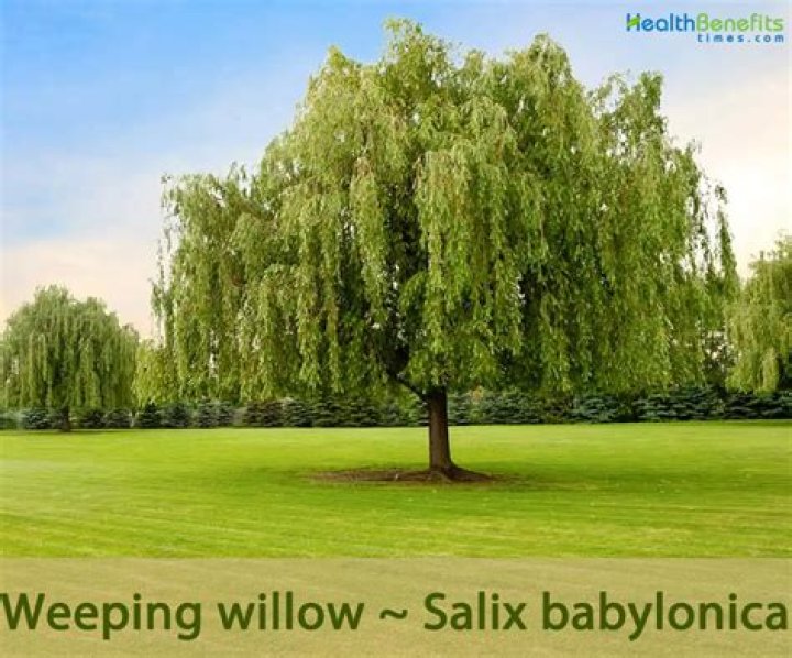 Why is it called a Salchow?