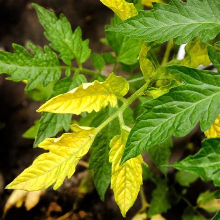 Why tomato leaves turning yellow after transplanting?