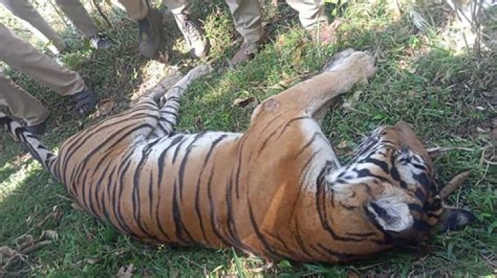 Why was the Maharaja sunk in gloom even after having killed seventy tigers?
