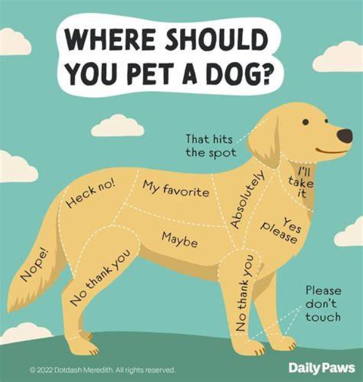 Why you should not hug your dog?