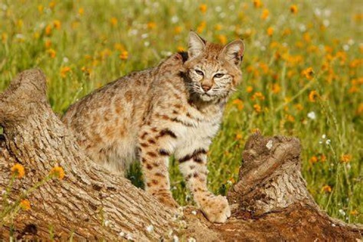 Will a bobcat attack a house cat?