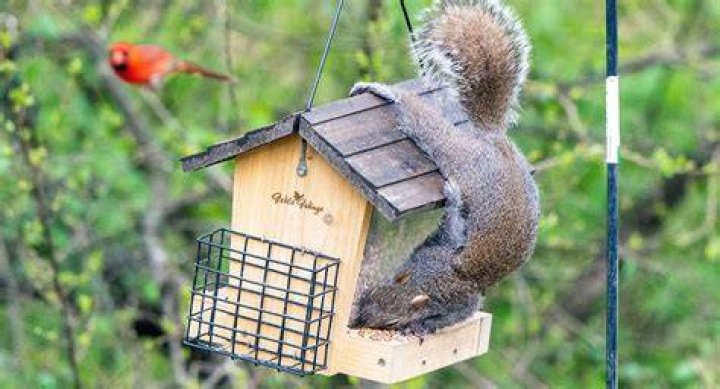 Will Vaseline keep squirrels off bird feeder?